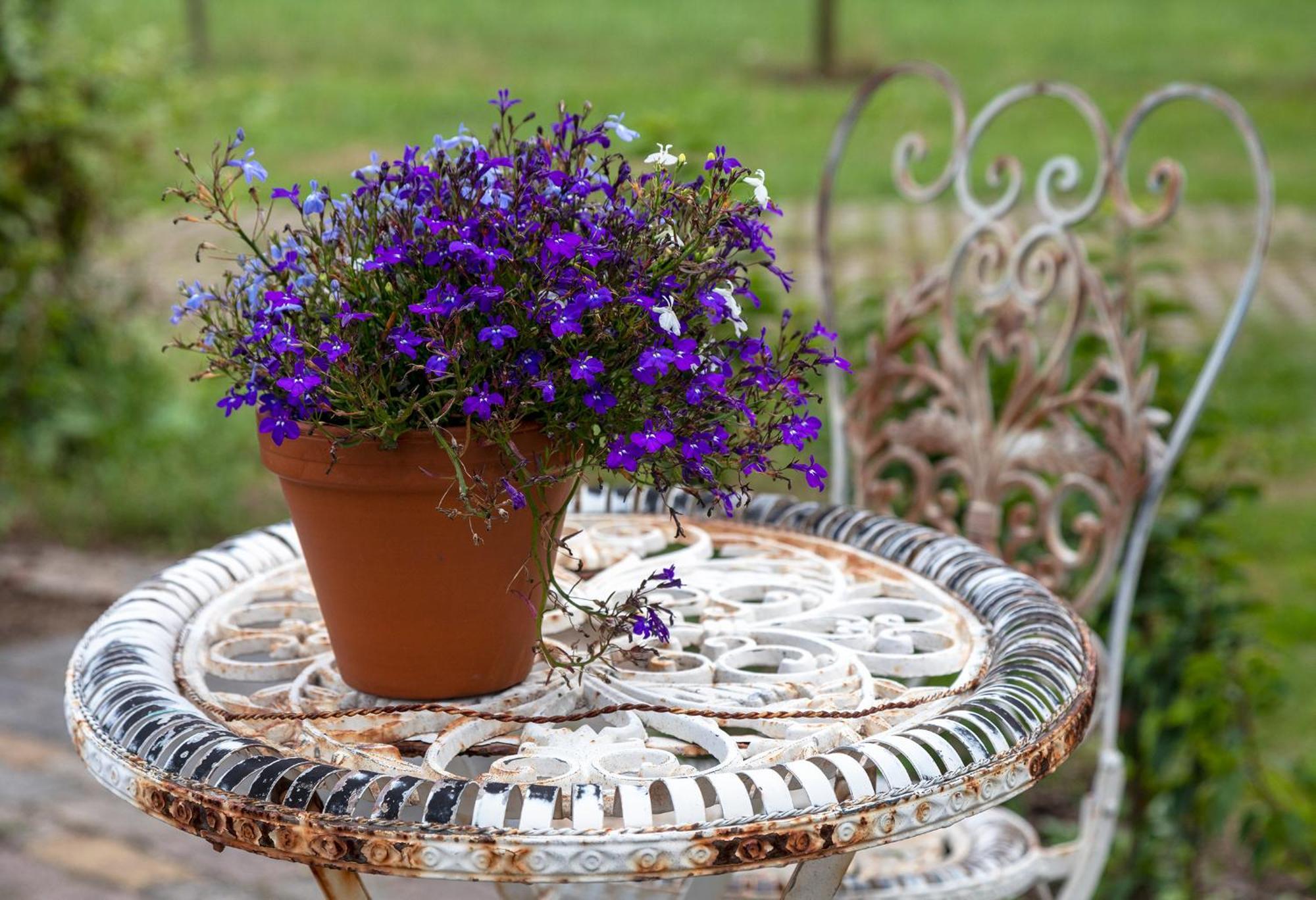 Bed and breakfast De Achterdiek